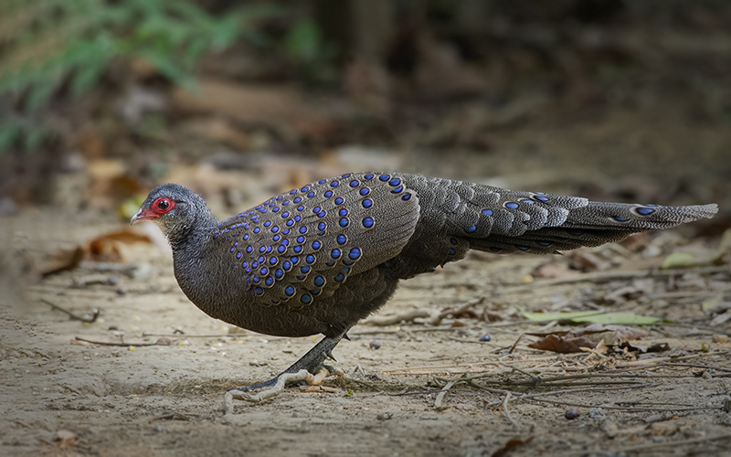 Germain's Peacock-Pheasant (Polyplectron germaini) at Cat Tien Bird Hides - Southern Vietnam. Photo by: Phuc Le - Vietnam Bird Photography Tours - Vietbirdphototours.com
